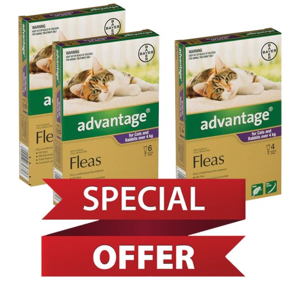 Advantage Large Cats >4kg 2 X 6 pack with a FREE 4 Pack