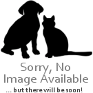 Simparica Flea Large Dog 20-40 kg (Green)  SINGLE