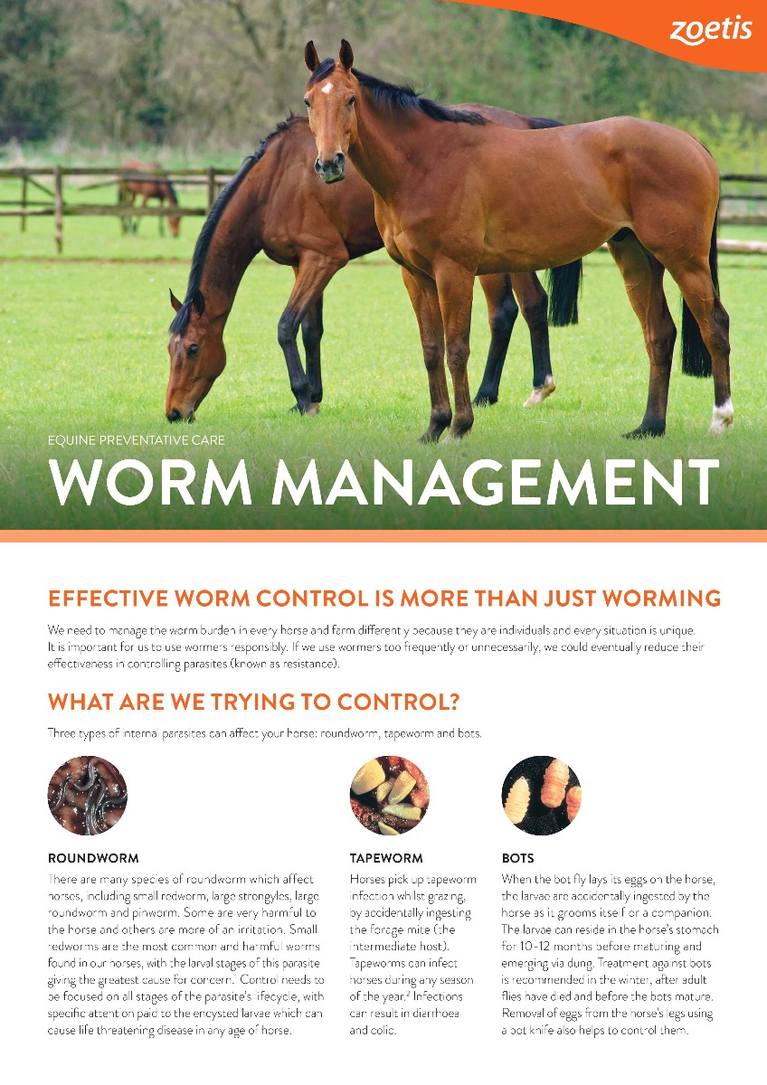 Equest plus Tape Horse Wormer My Vet New Zealand's Largest Online Pet